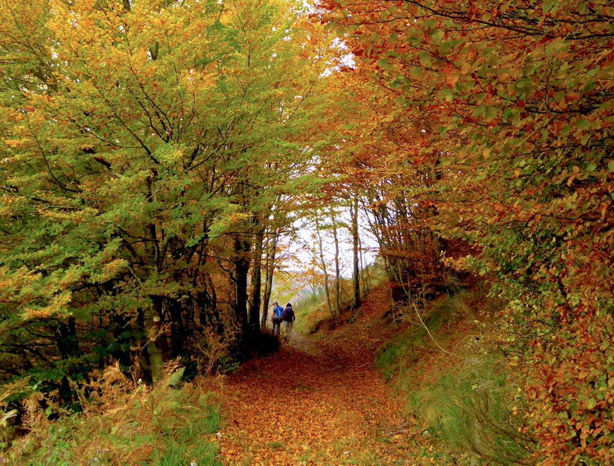 RIBEIRA SACRA (Galicia)